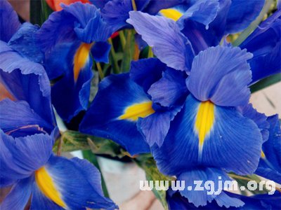 冬紫罗兰的花语