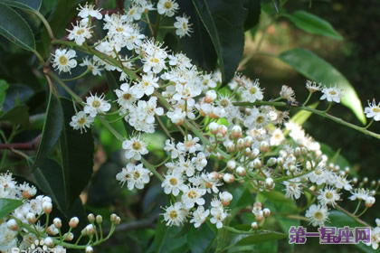 11月14日生日花语:葡萄牙月桂树,花语谈判