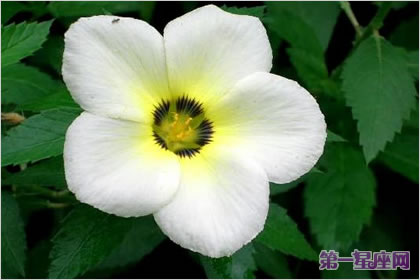 花语大全:烟草花的花语是什么?