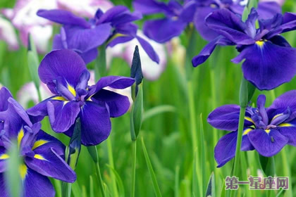 什么花的花语是思念？