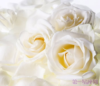 白玫瑰花语:16朵白玫瑰代表什么意思?