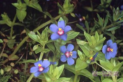 6月2日花语：蓝繁缕，生日花语娇弱