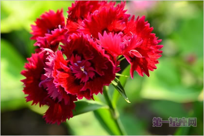 5月1日花语：红石竹，生日花语友好