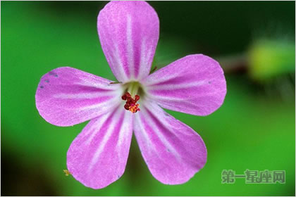 4月29日花语:汉荭鱼腥草,生日花语脉动