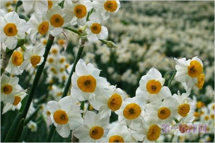 4月18日花语:白色野生水仙,生日花语自负