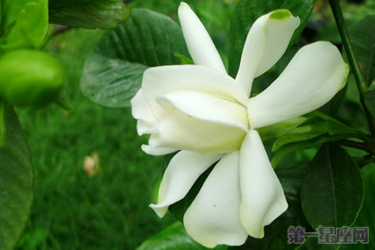 栀子花的花语是什么?