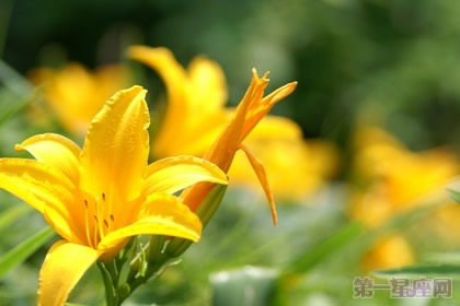 忘忧草花语是什么及代表的含义