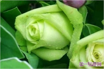 玫瑰花语:绿玫瑰的花语是什么?