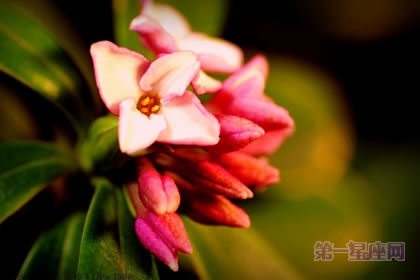 金边瑞香的花语及象征意义