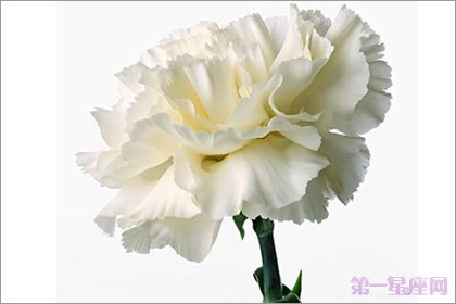 白色康乃馨代表着什么