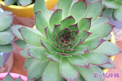 花语传说:宝石花的花语及传说