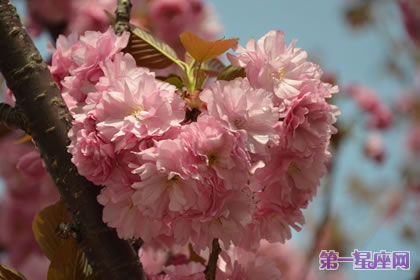 各种花的花语:日本晚樱的花语