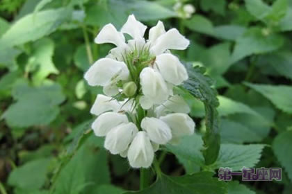 1月19日生日花:白色野荨麻花,生日花语相爱