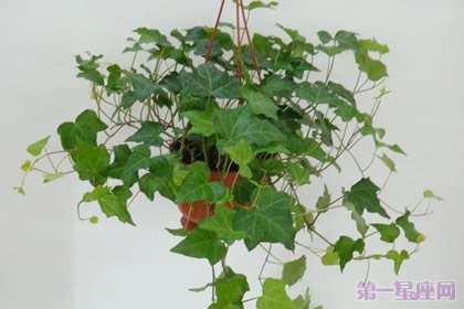 常春藤的花语及象征意义