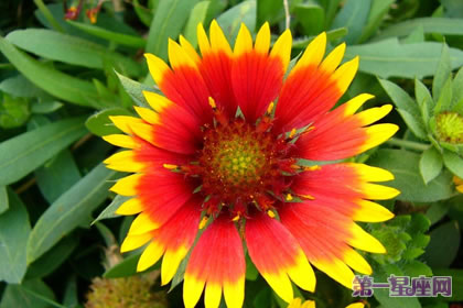 天人菊的花语和象征代表意义