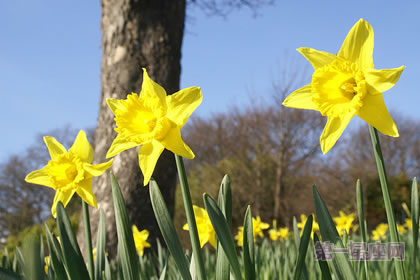 3月8日花语:野生黄水仙,生日花语那喀索斯