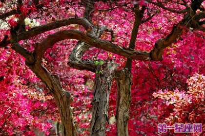 不常见的花与花语:红花继木的花语