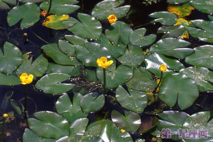 各种花的花语:萍蓬草的花语