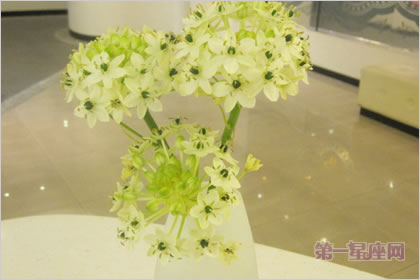 2月19日生日花语:伯利恒之星,生日花语敏感