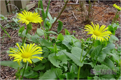 3月28日花语：绿豹毒，生日花语多产