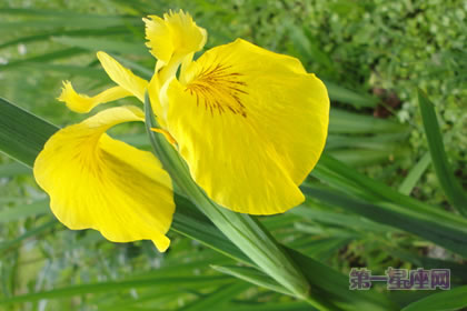 6月10日花语:黄色鸢尾,生日花语胜利