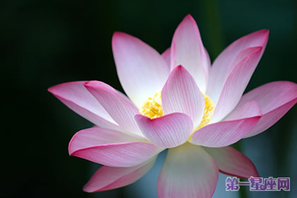 代表四季的花语:春夏秋冬代表花是什么?