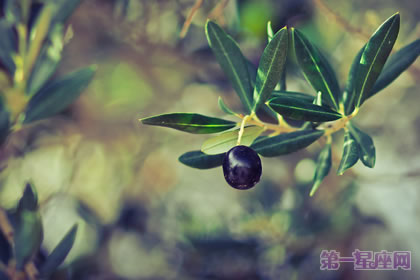 【花语大全】什么花象征和平？