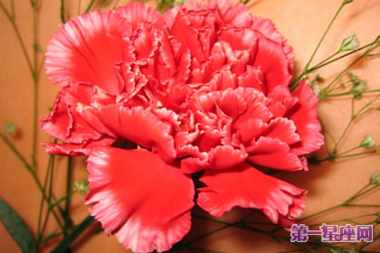 什么花代表感恩老师?