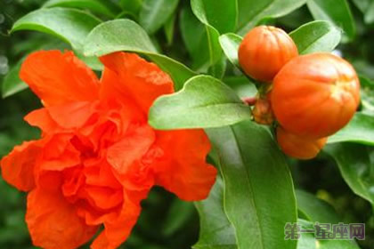 西班牙的国花是什么花?