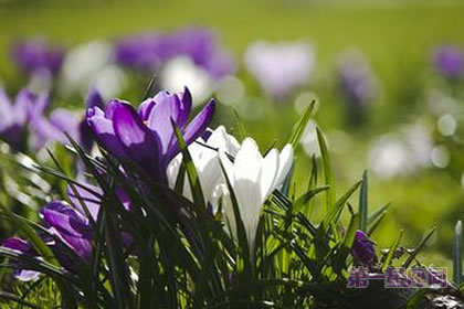 6月22日花语：风铃草，生日花语创造力