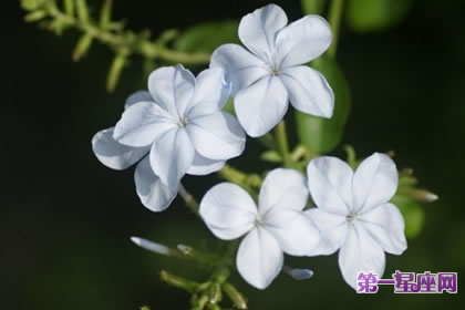 7月7日花语:水芥子,生日花语滋养