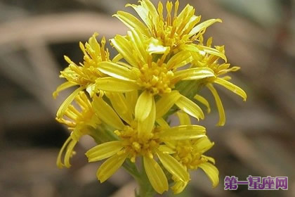 花语：加拿大秋麒麟草，生日花语影响力