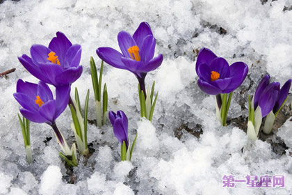 花语：番红花，生日花语真心