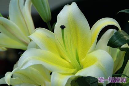 八月的花语是什么？百合花