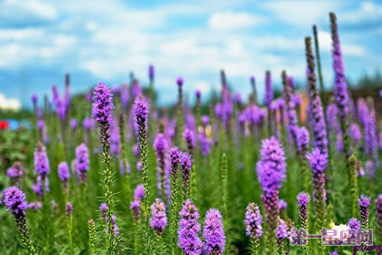 猫尾花的花语:警惕、努力