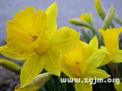 黄水仙花的花语!