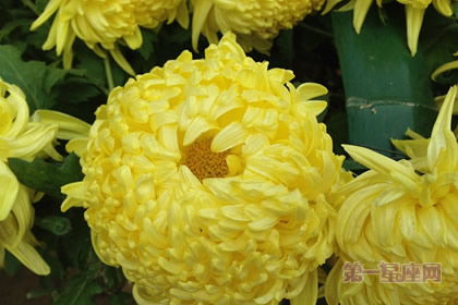 植物花语:冬菊的花语是什么?