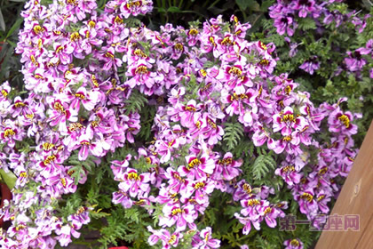 花语大全：蛾蝶花的花语是什么？