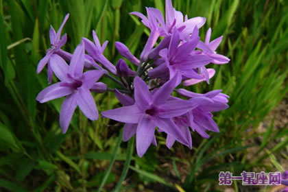 不常见的花与花语：紫娇花的花语