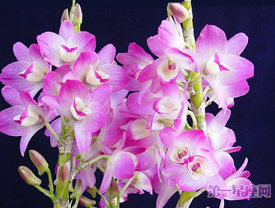 给父亲送花-石斛兰