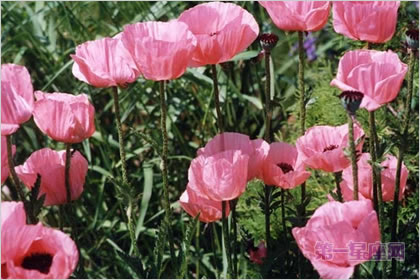5月24日花语:东洋罂粟花,生日花语纤弱