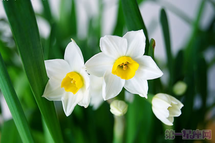 水仙花花语:孤独的守望者