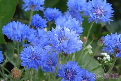 矢车菊花语知多少？