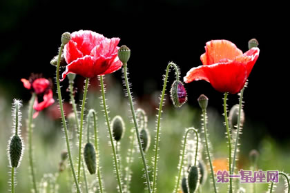 花语传说：虞美人花的花语及传说