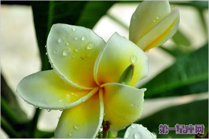 鸡蛋花的花语:不安分的安静