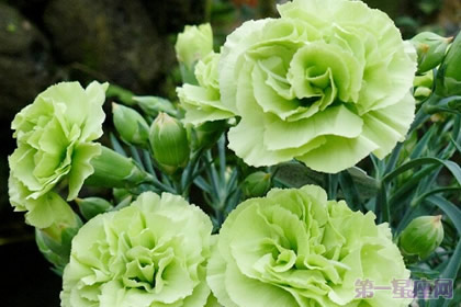 绿色康乃馨代表着什么