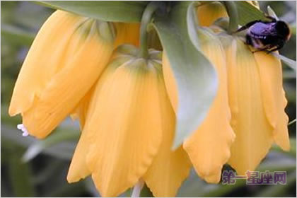 4月4日花语：帝王贝母，生日花语忍耐