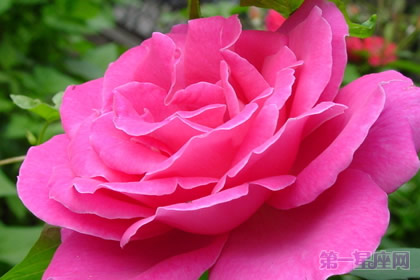 花中皇后是什么花？