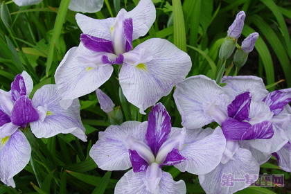 花菖蒲花语是什么？