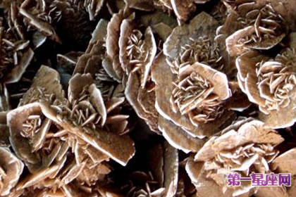 6月30日花语：石玫瑰，生日花语普遍